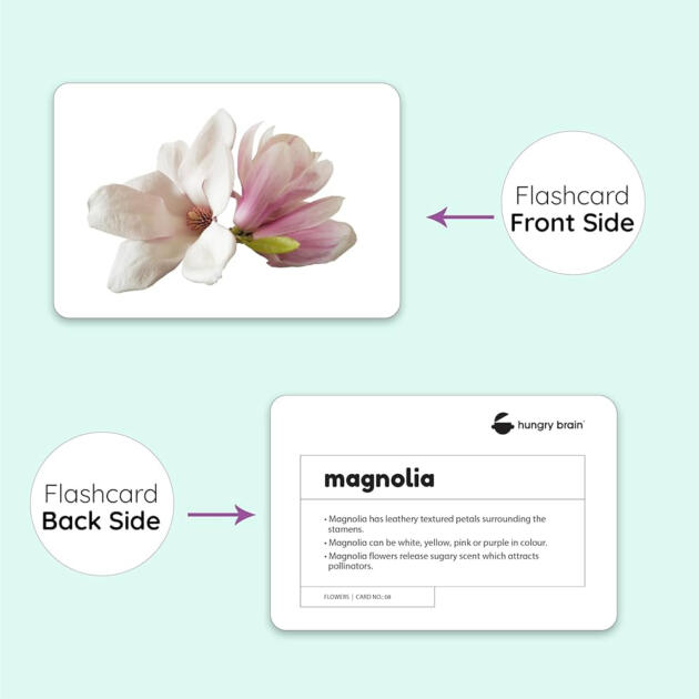 Hungry Brain Flower Flashcards - set of 24