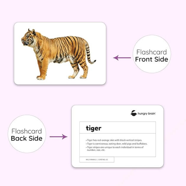 Hungry Brain Animals Flashcards - set of 24