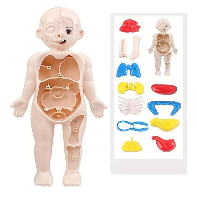 Kidology Human Assembly